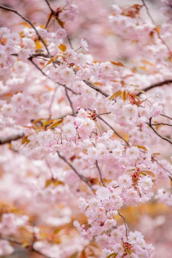 sakura cherry blossoms