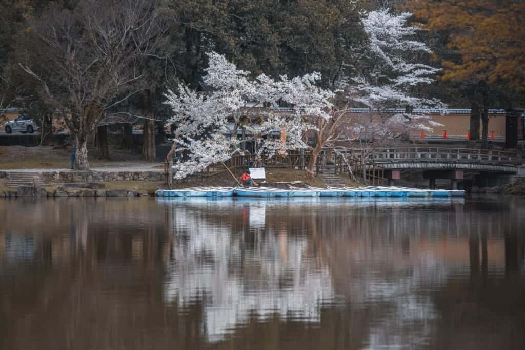cherry blossoms reflected in the water