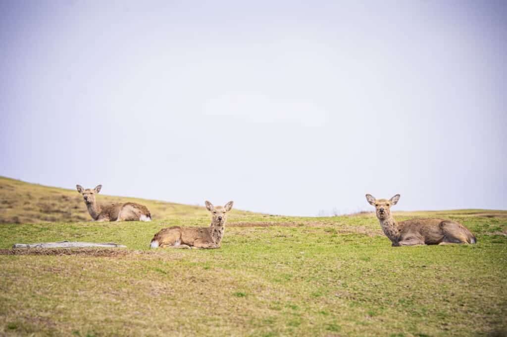 deer in mount wakakusa