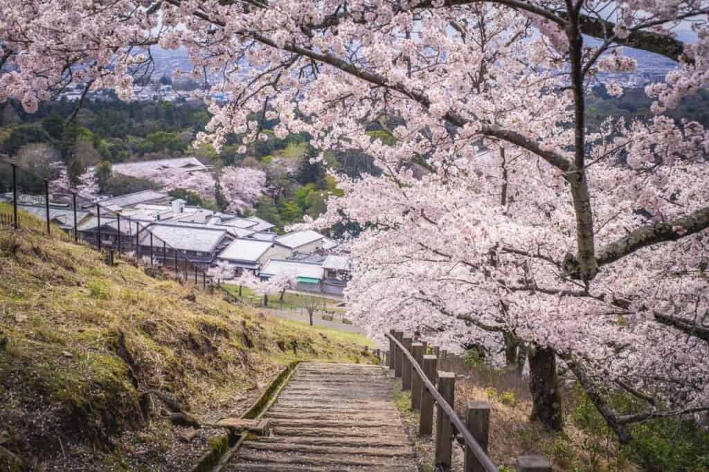 cherry blossoms on mount wakakusa in nara