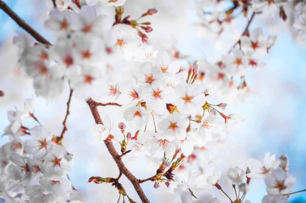 cherry blossom detail