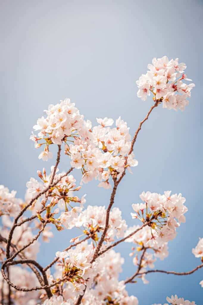 detail of sakura flowers