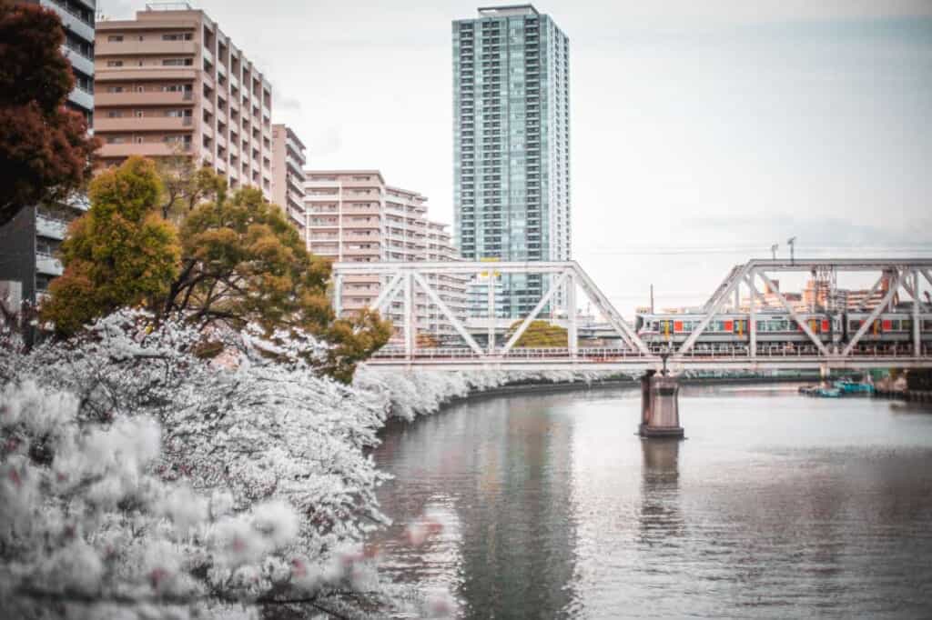 a train crossing a bridge over okawa river and cherry blossoms in osaka