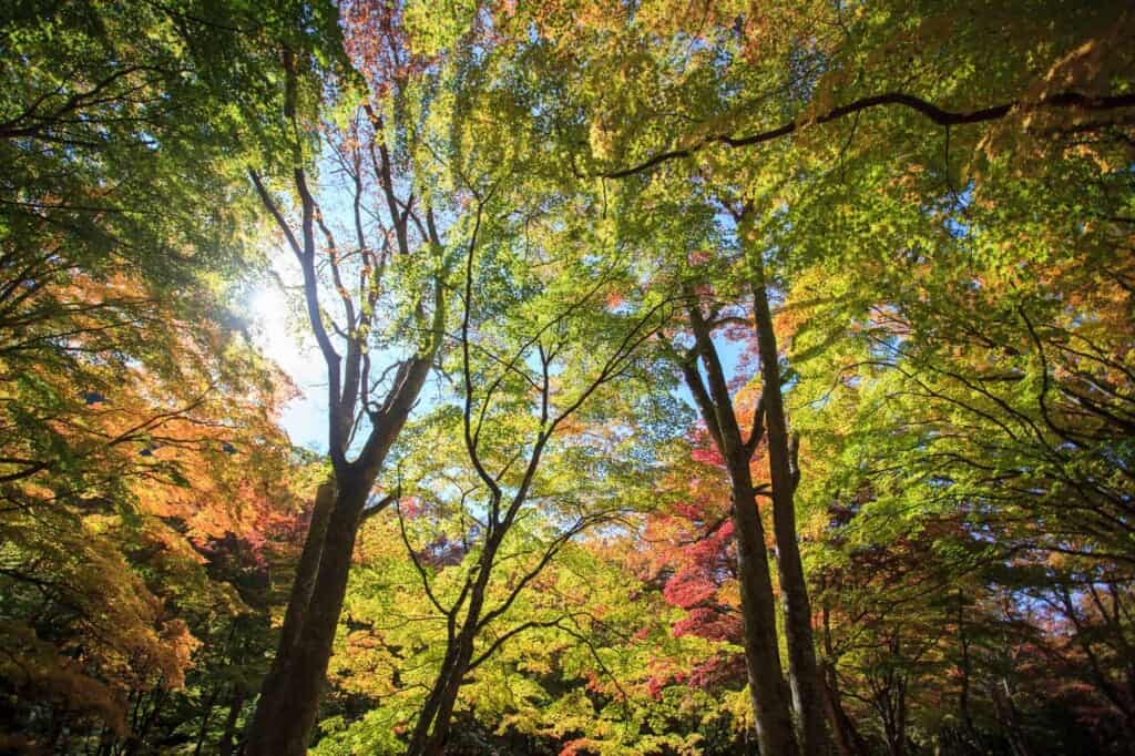 Fall Colors in Tohoku: The Best Autumn Foliage Spots to Visit in 2024