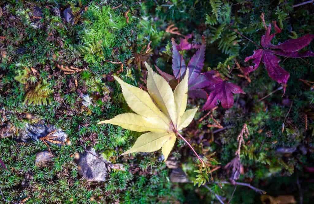 yellow autumn leaf in kyoto, Japan