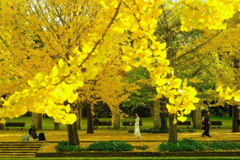 Fall Colors in Japan: The Best Autumn Leaves Destinations To Visit in 2024