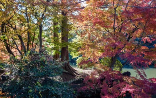 Colorful autumn leaves in Shinjuku Gyoen
