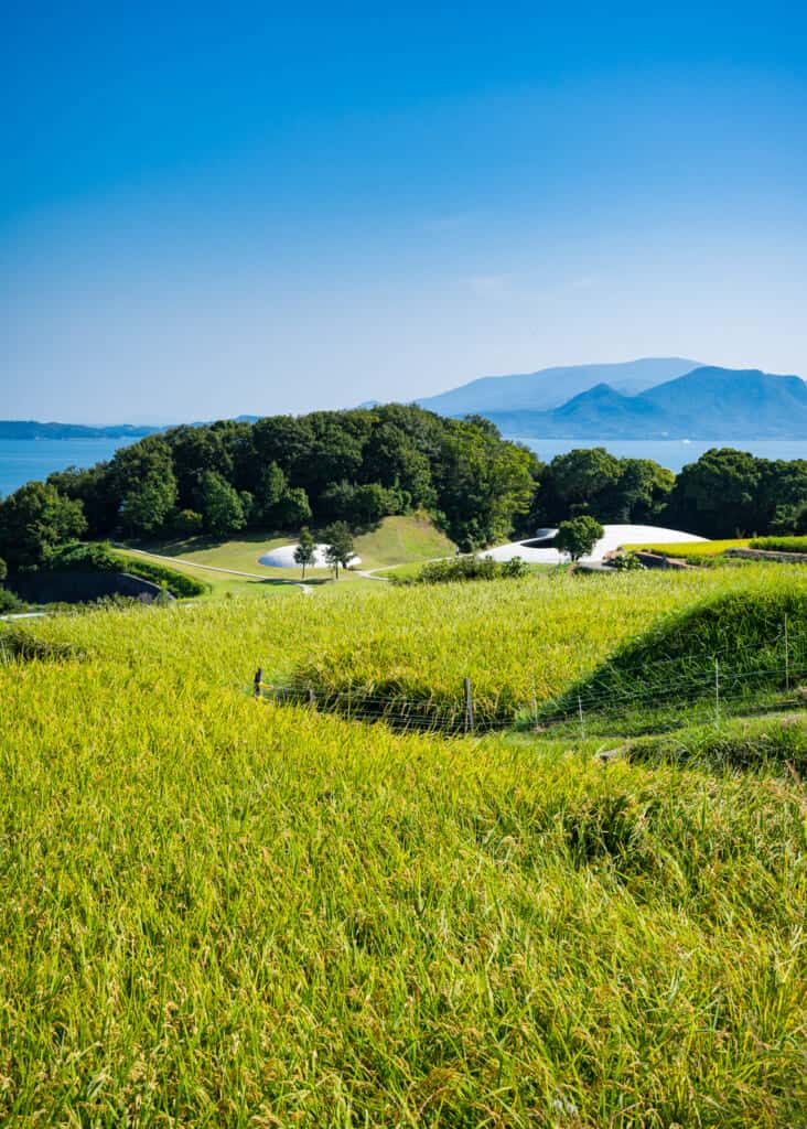 view of Japanese rice fields in Teshima Island, Japan