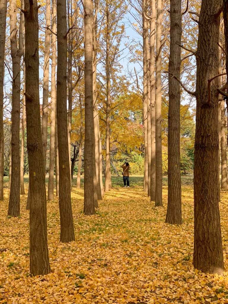 Autumn leaves in Mizumoto Park in Tokyo, JApan