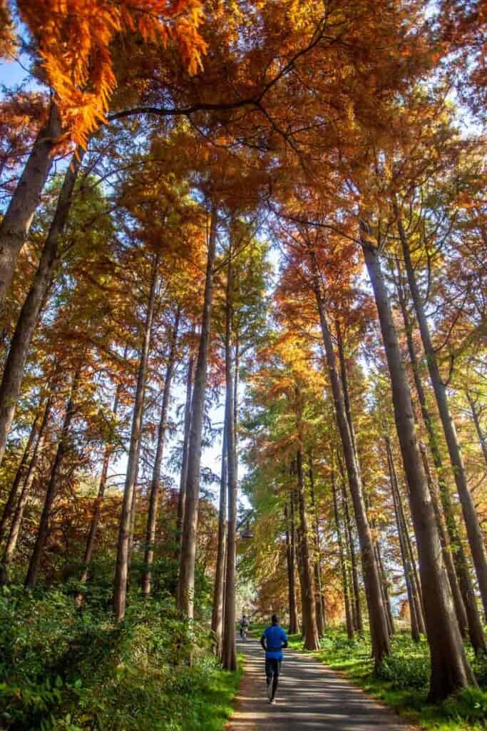 Running through fall leaves in Mizumoto Park in Japan
