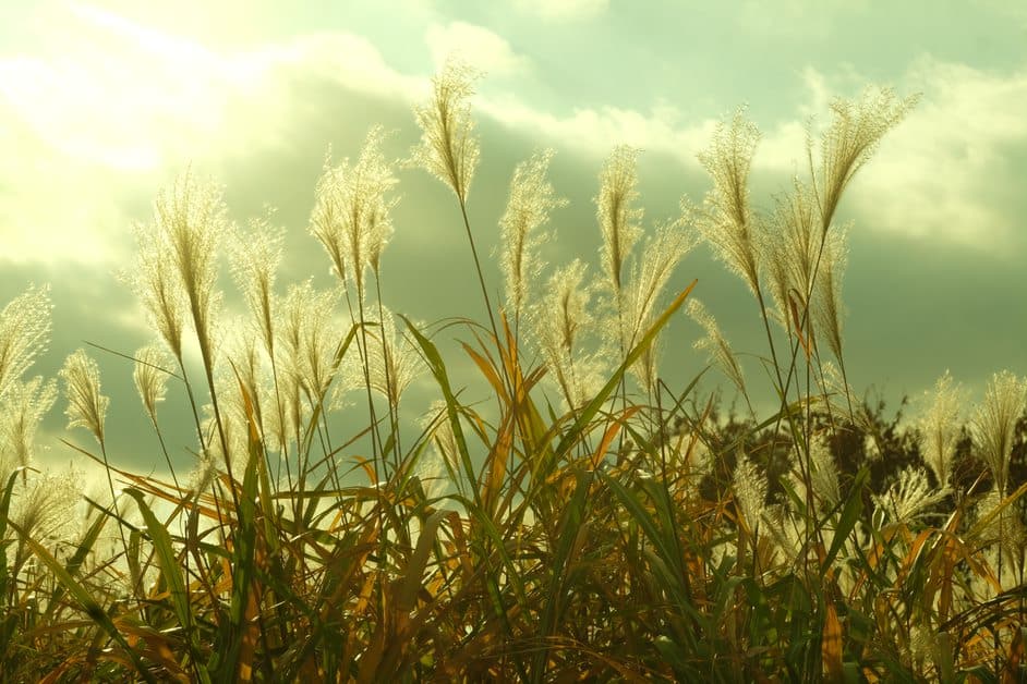 Wheat plants in Showa Memorial Park in Japan