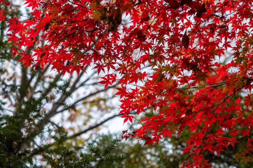 Autumn leaves and colors in tokyo, Japan