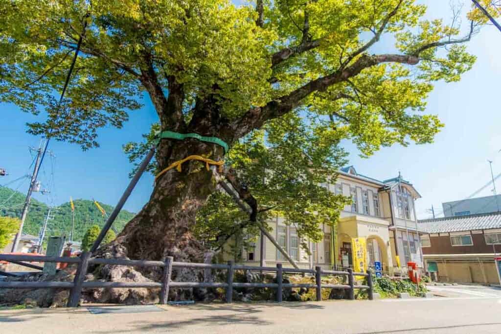 giant tree in old Japanese town