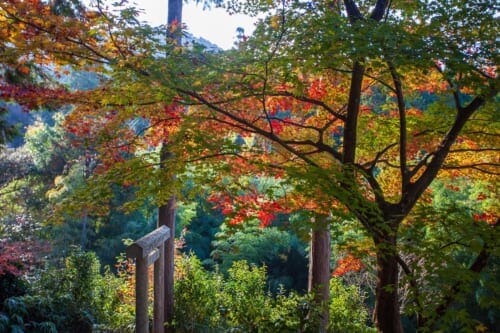 Fall colors in Kyoto 2021 - Enkouji Temple