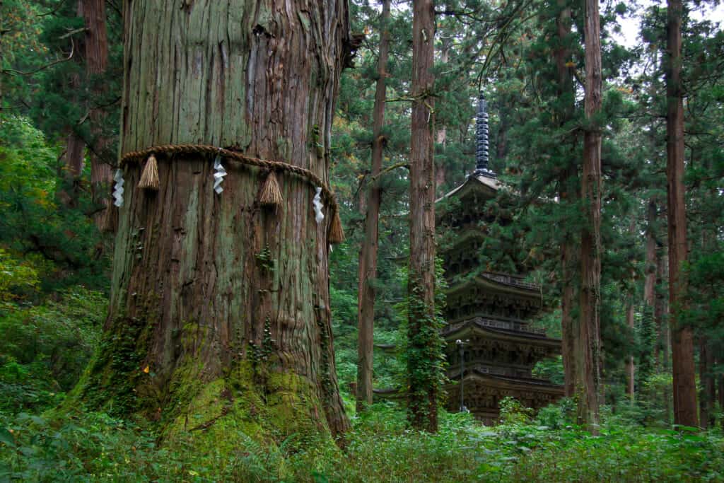 Mt. Haguro's beautiful forest and pagoda in Japan