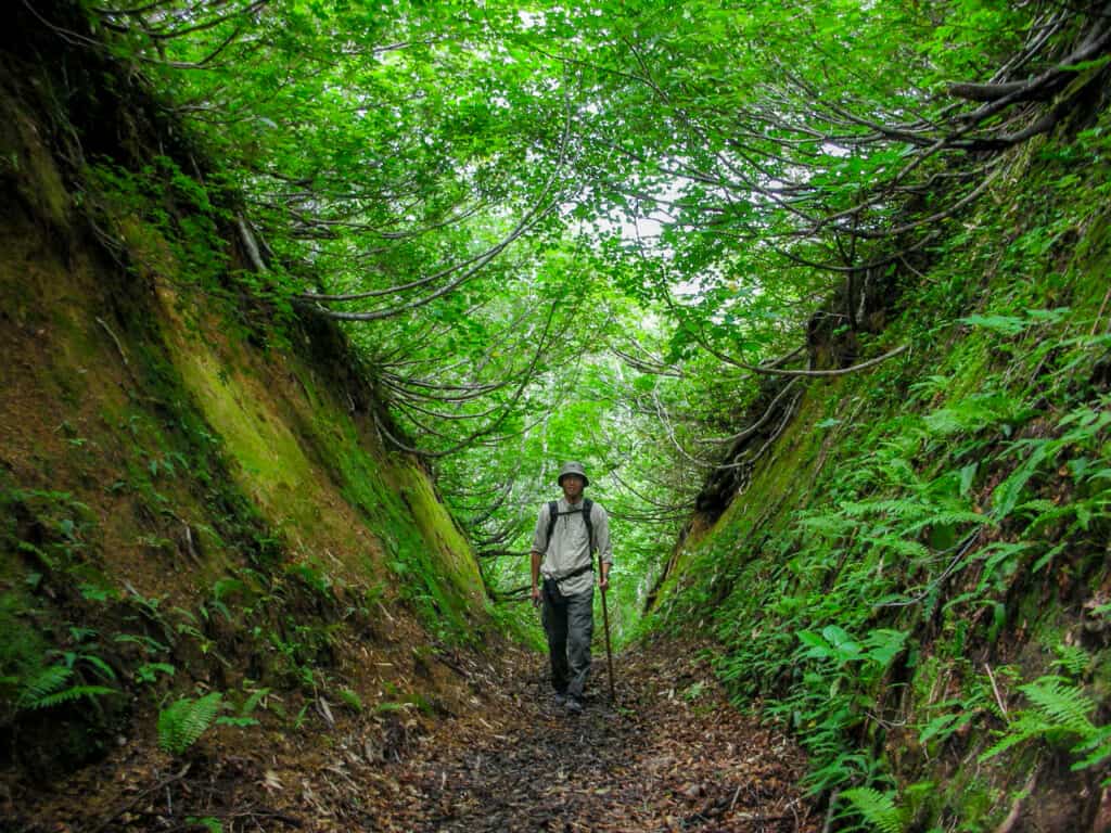 Man walking through Japanese forest