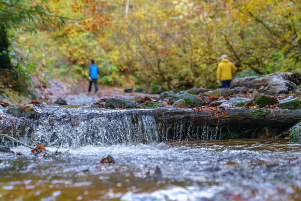 A Forest Tour with a Traditional Matagi Winter Hunter in Shirakami-Sanchi