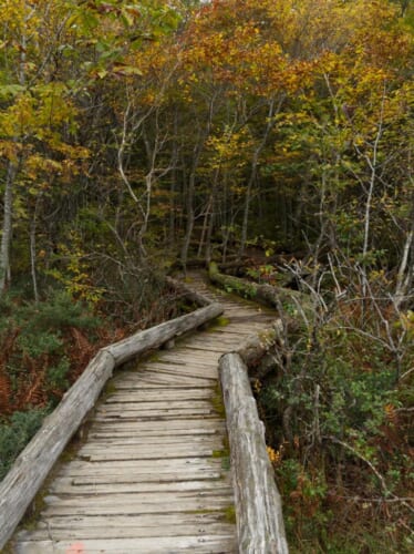 Hiking in Japan Boardwalk at Tsutanuma swamp, Aomori