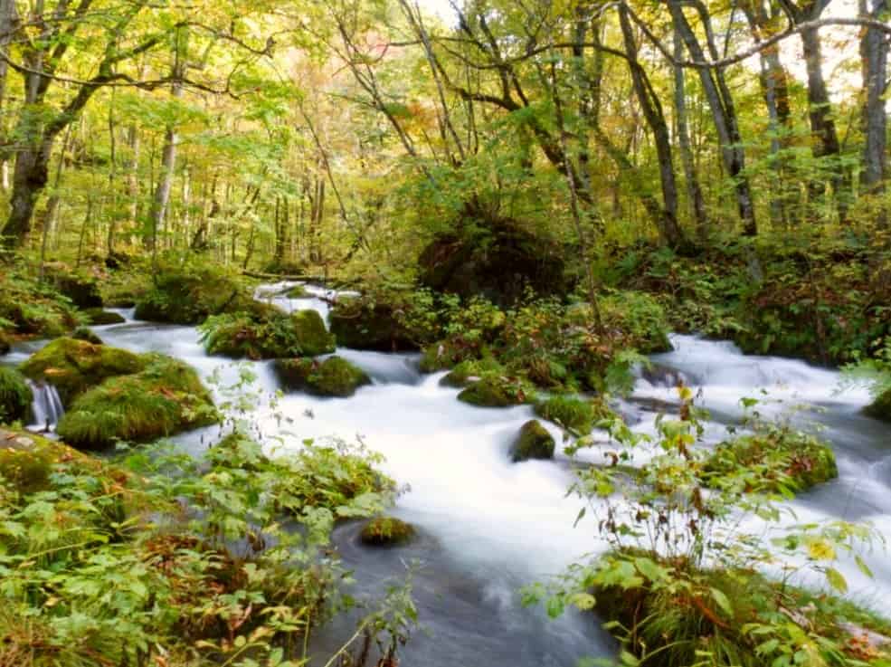 Searching for Aomori’s Famous Autumn Colors in Towada