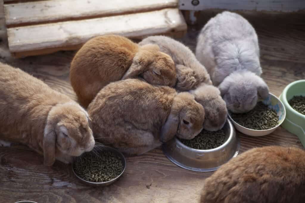 Holland Lop rabbits at Oumi no Sato
