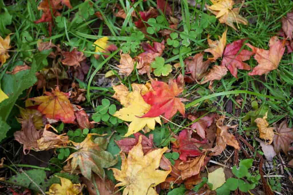 Colorful autumn leaves on the ground in Japan