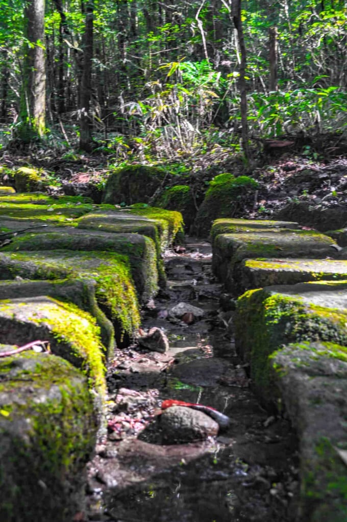 Mosses everywhere in Japan
