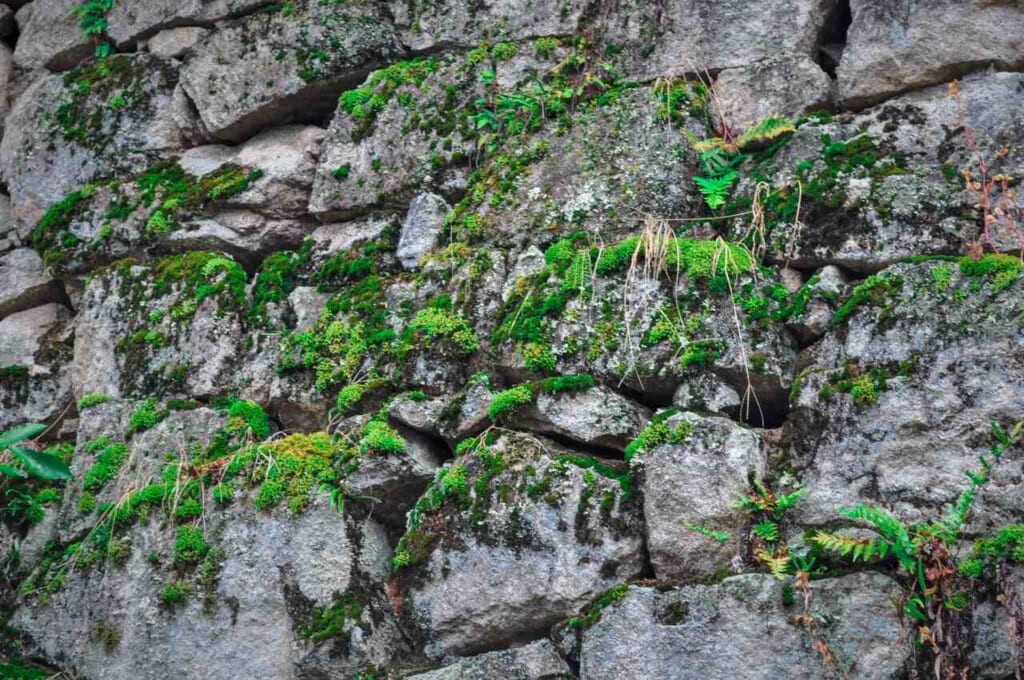 Naegi castle ruins and its moss paradise