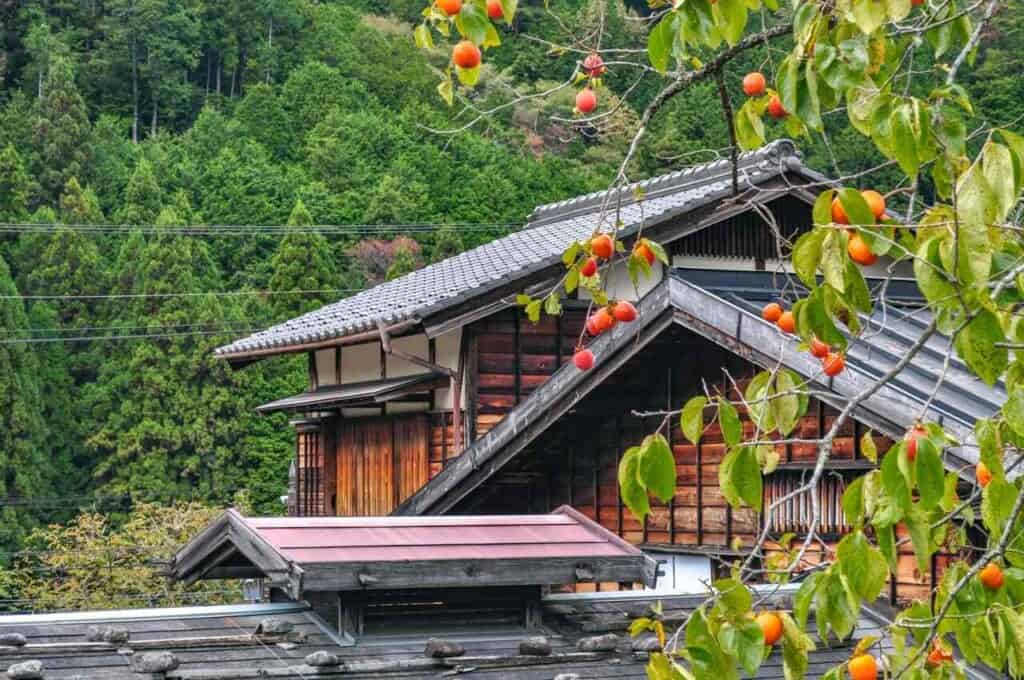 Hoshigaki and traditional house