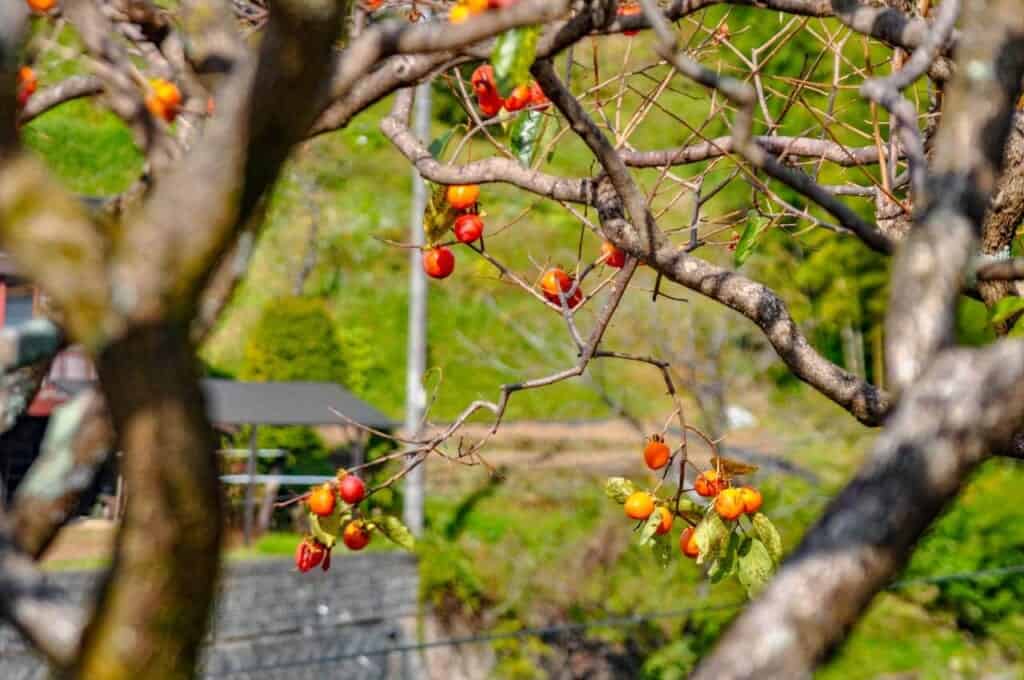 Hoshigaki : a delicacy for sweets lovers
