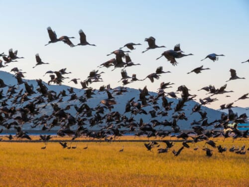 Izumi: A great winter gateway for birding and Japanese culture enthusiasts