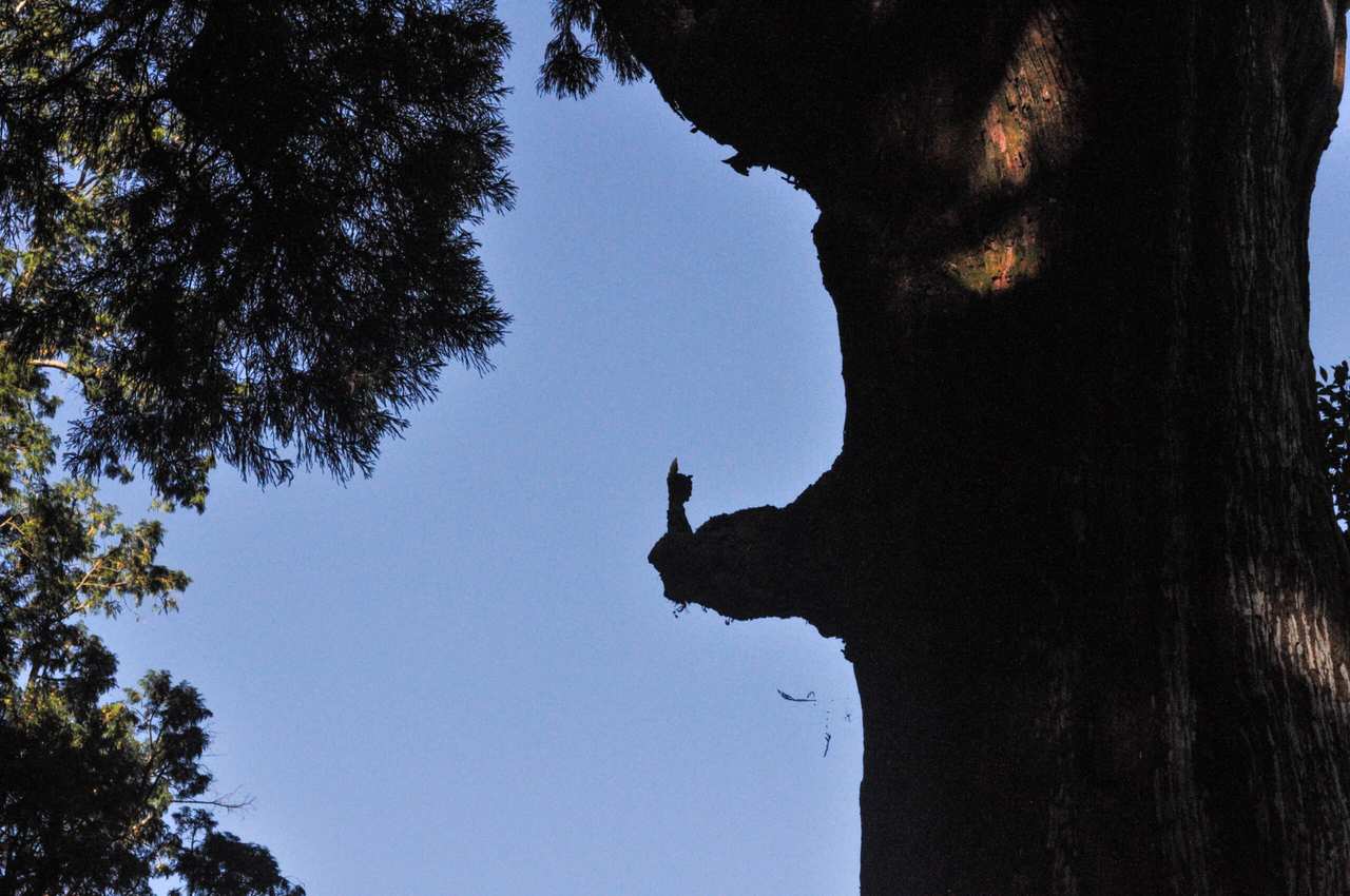 The Shinboku tree and its priest-shaped branch