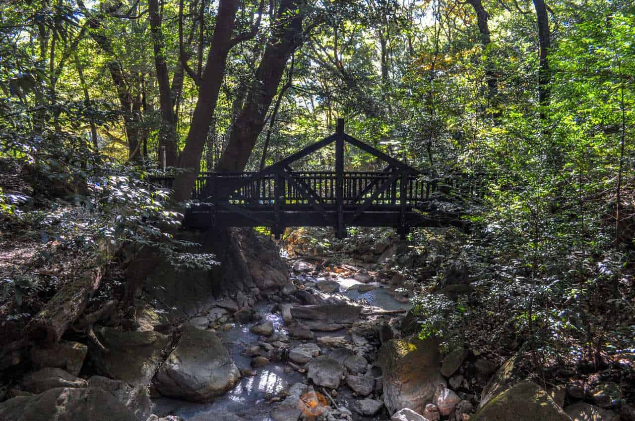 Forest therapy in Kirishima