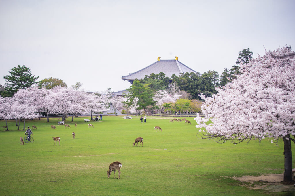 Sakura in Nara: Cherry Blossoms Surrounded by Tradition and Deer