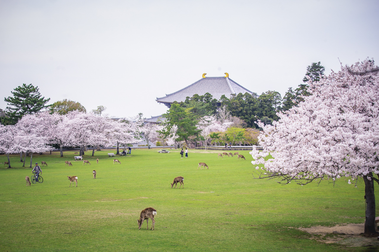 Sakura in Nara: Cherry Blossoms Surrounded by Tradition and Deer