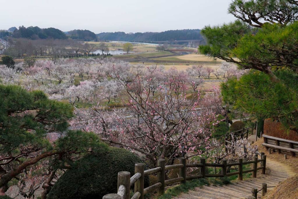 Plum trees in bloom in Kairakuen Gardens