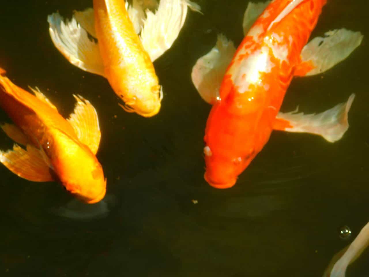 Koi carps at Tokyo Imperial Garden.