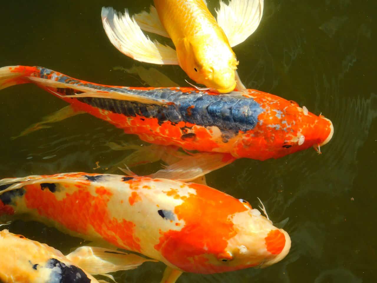 Japanese koi carps.