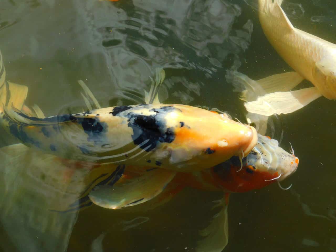 Mix between Japanese and Indonesian koi carps.