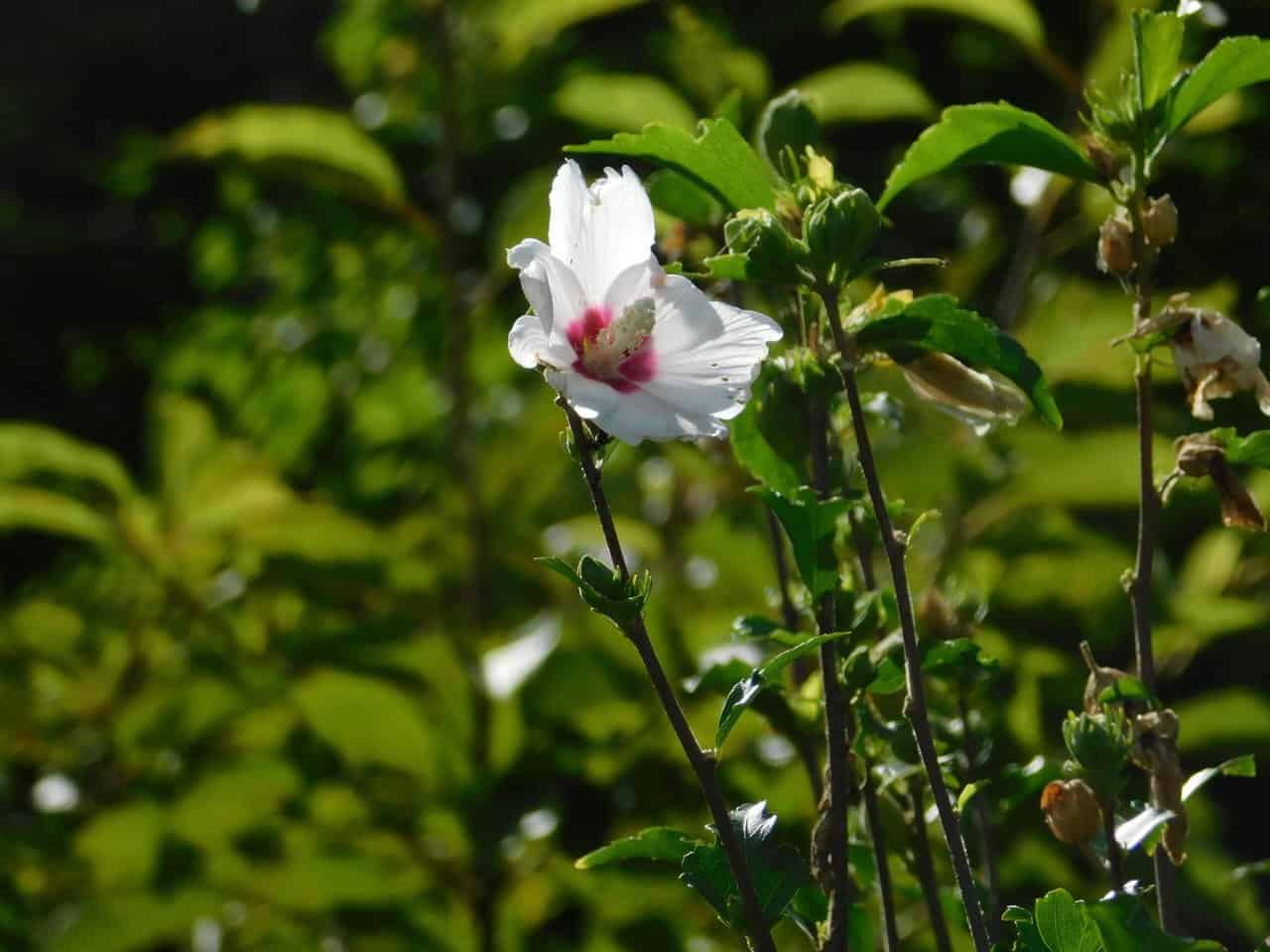 Seasonal Hibiscus in the Tokyo Imperial Garden.