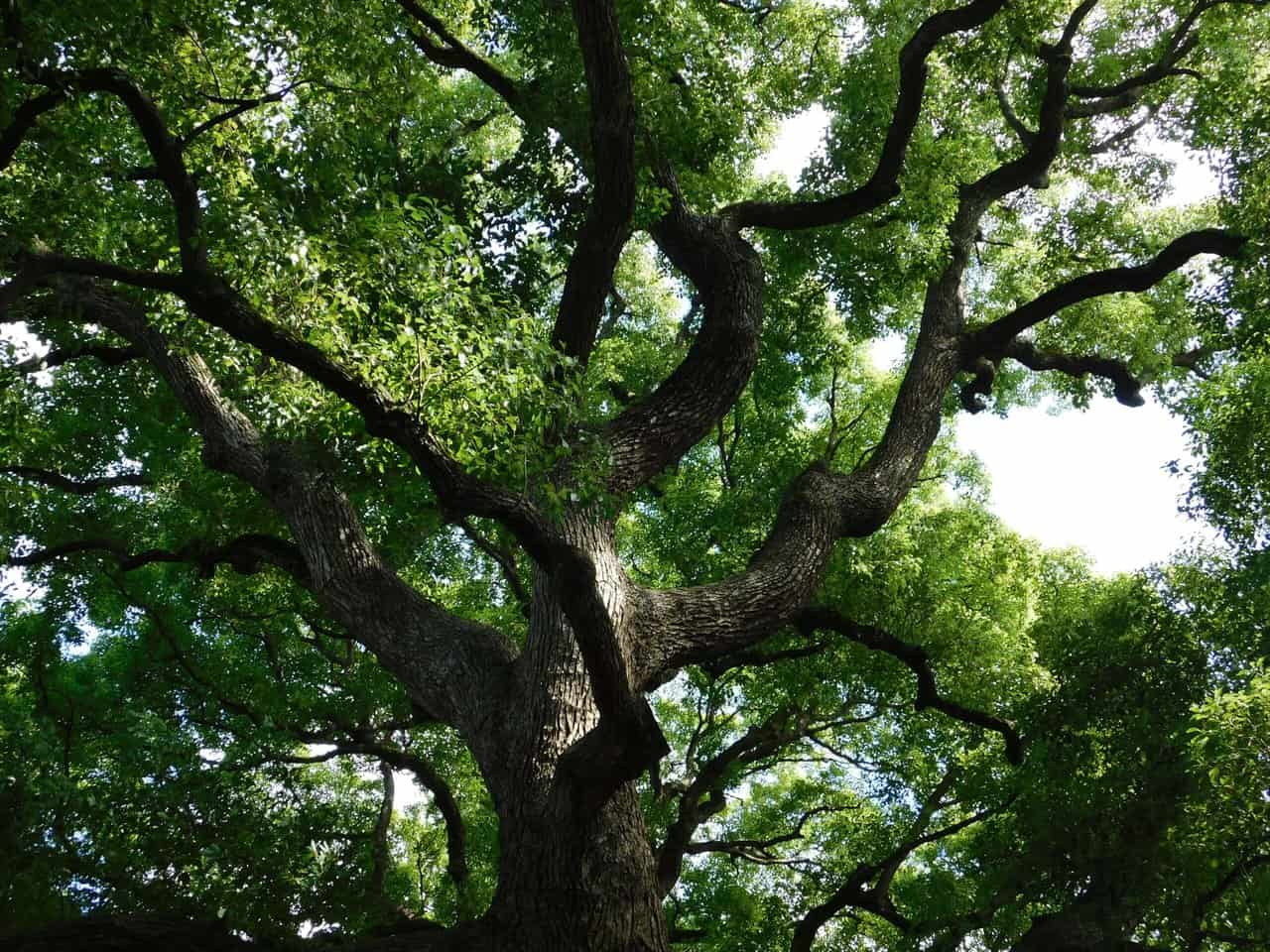 Huge tree in a Japanese Garden.