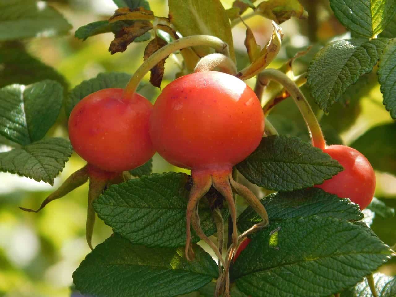 Rosehip in the rose garden.