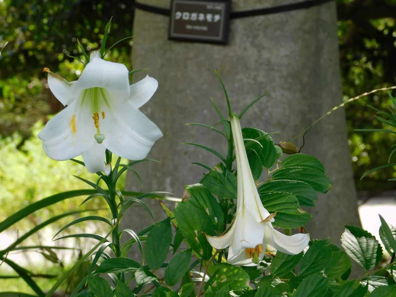 White flowers in the East Gardens.