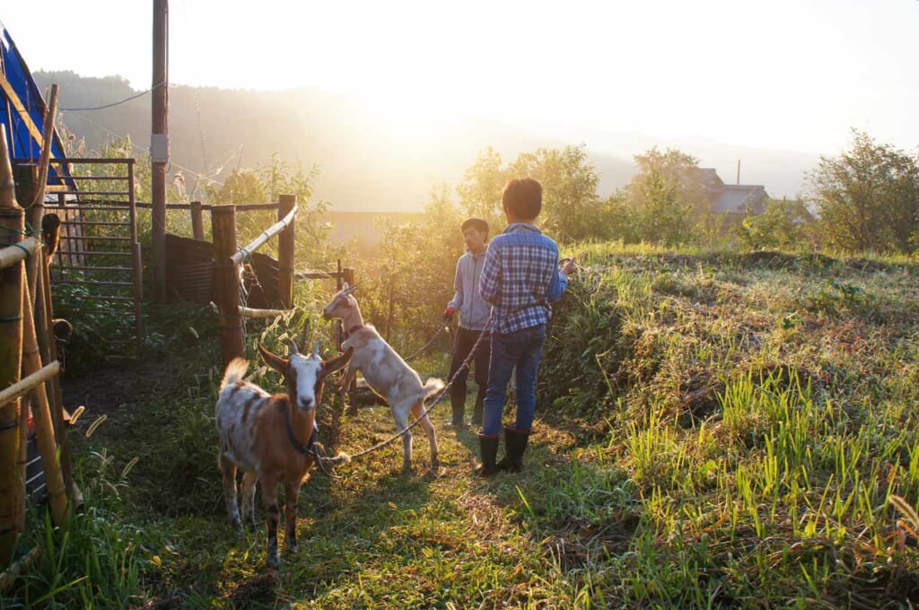 Japanese organic farmer and his son with their goats in the early morning in northern Kyushu