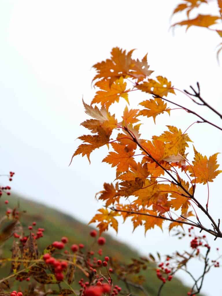 orange autumn leaves and red berries