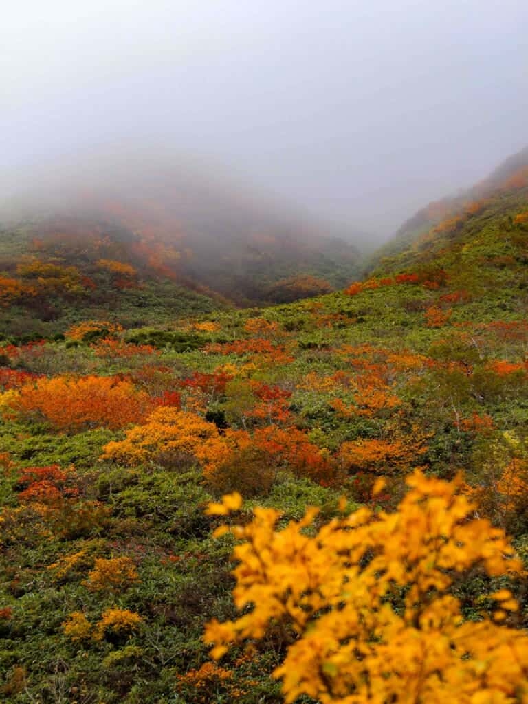 autumn leaves under a blanket of clouds