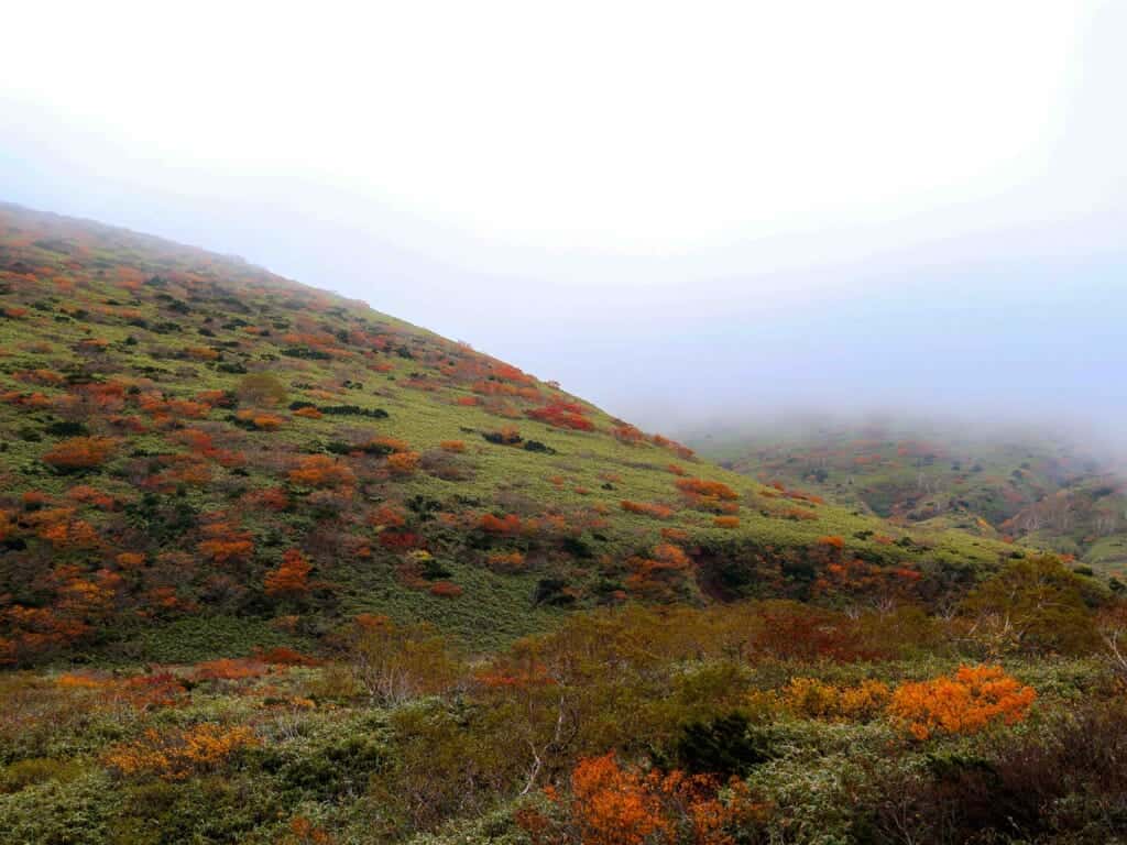 the mountain covered in bushes of orange and red autumn leaves