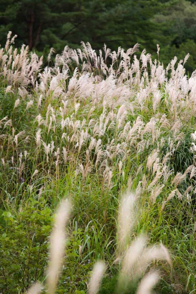 Susuki silver grass on the camp site