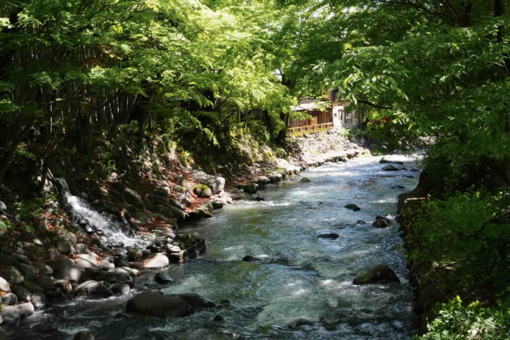 river with tree canopy during summer in Japan