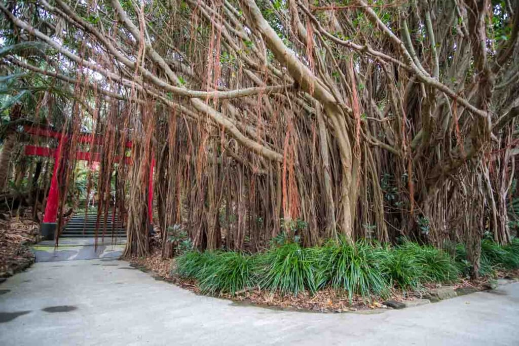 large banyan tree over a shinto torii gate at Cape Sata Park Observatory Park, Japan