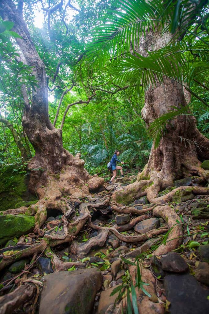 Women hiking in a jungle in Japan